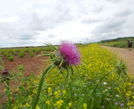 June 2013 Thistle and Camino